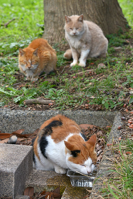 街のねこたち