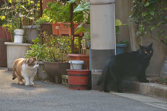 街のねこたち