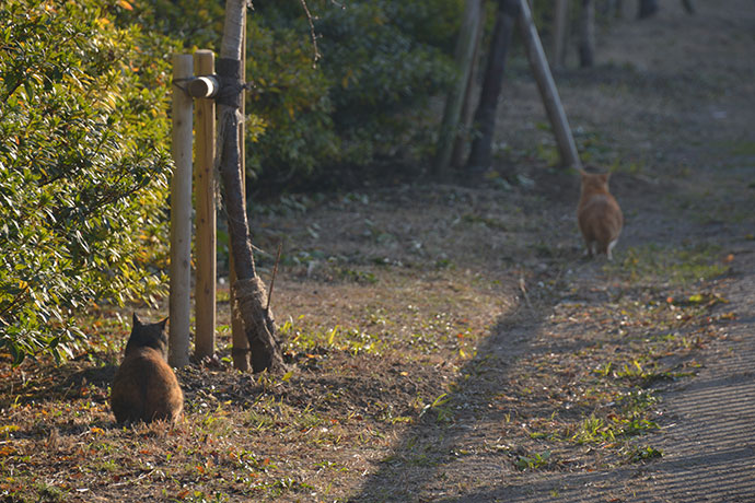 街のねこたち