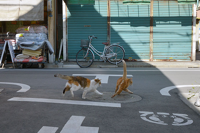 街のねこたち