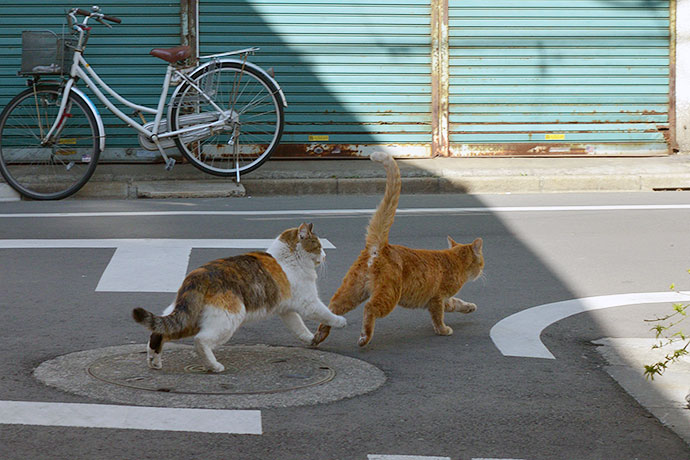街のねこたち