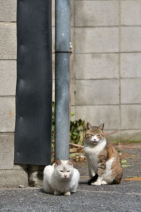 街のねこたち