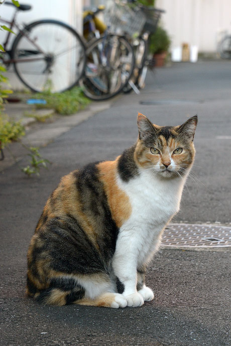 街のねこたち