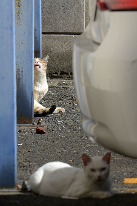 街のねこたち