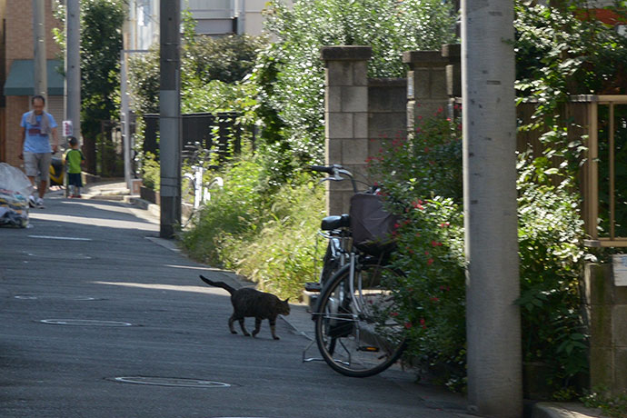 街のねこたち