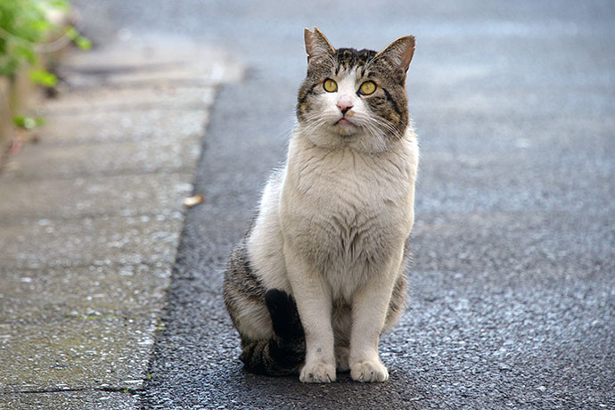 街のねこたち