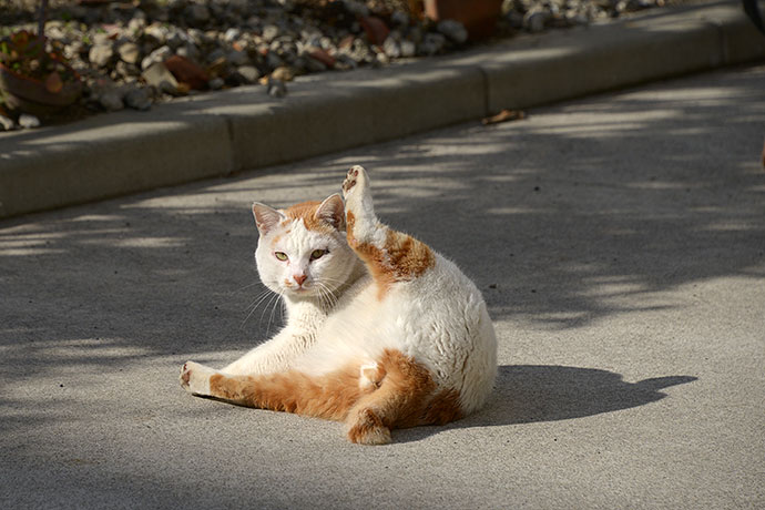 街のねこたち