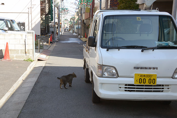 街のねこたち