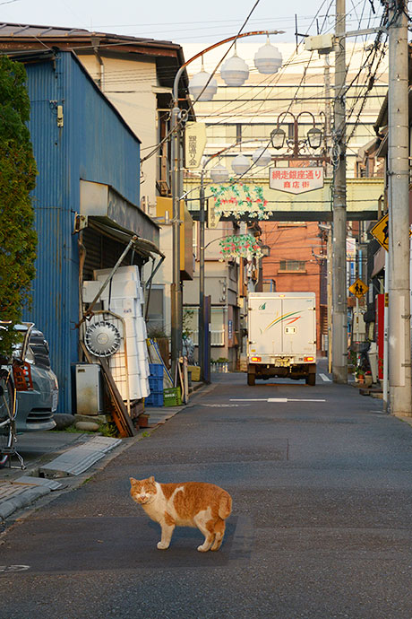 街のねこたち