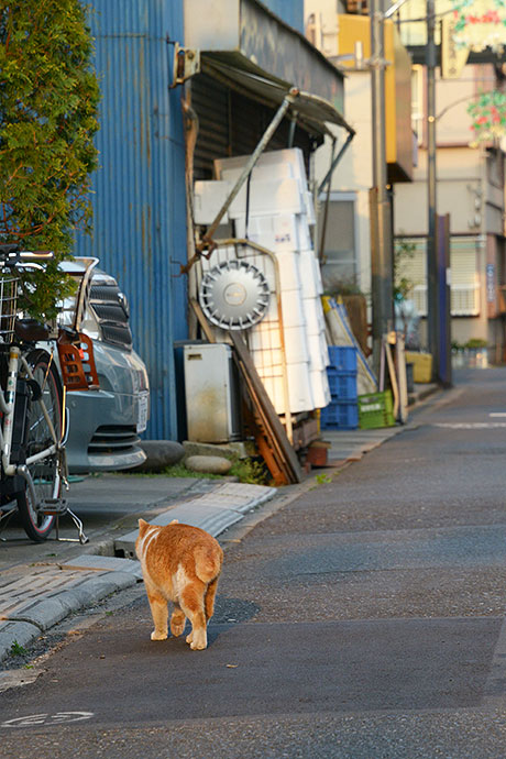 街のねこたち