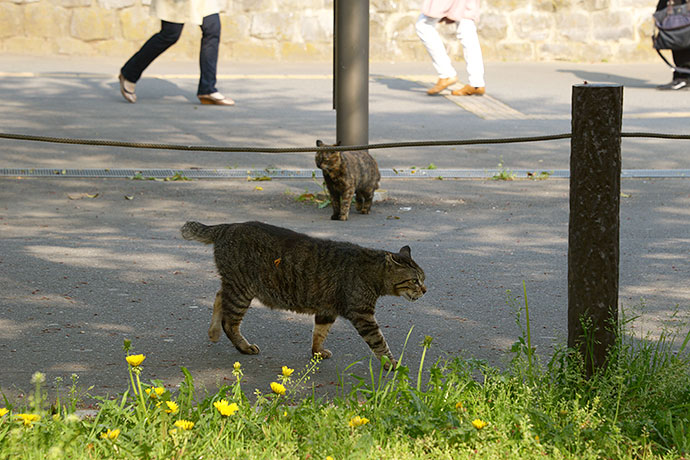 街のねこたち