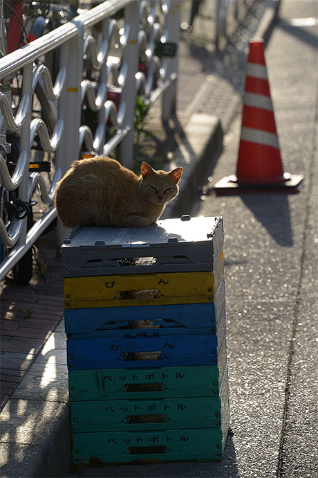 街のねこたち
