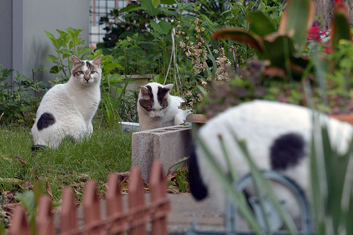 街のねこたち