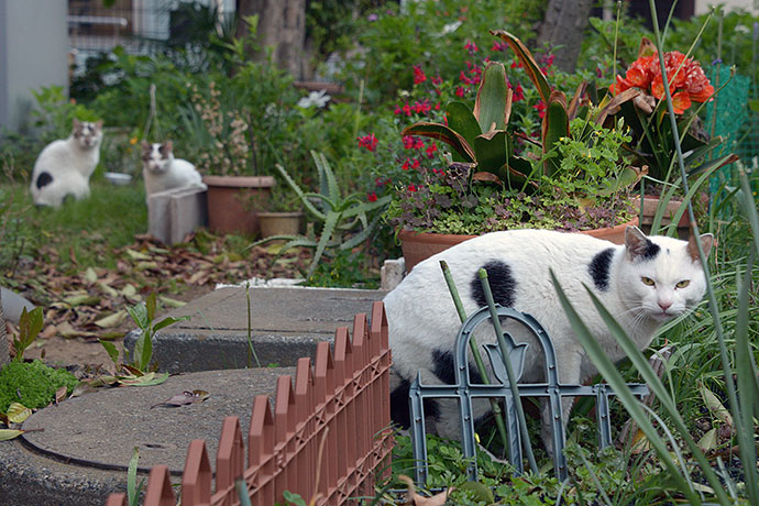 街のねこたち