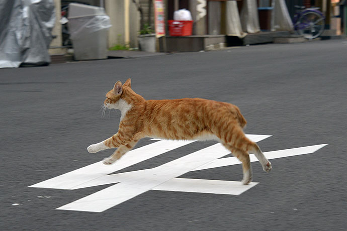 街のねこたち