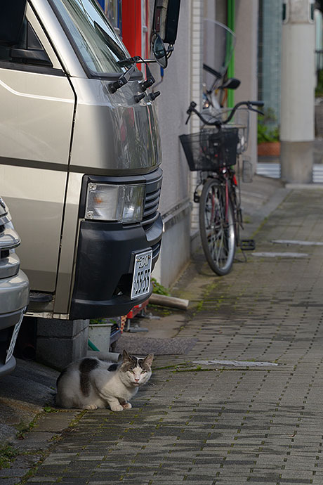 街のねこたち