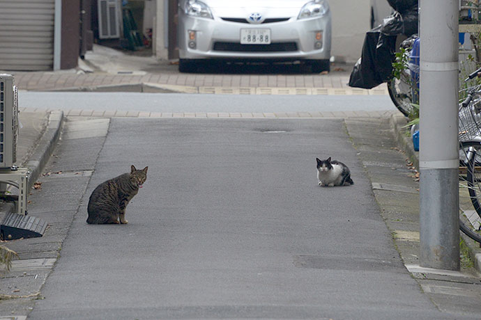 街のねこたち