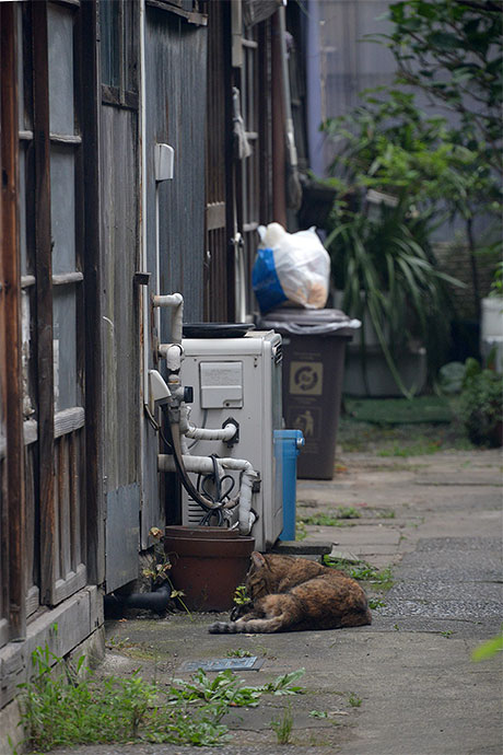 街のねこたち