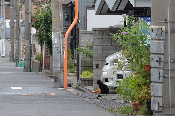 街のねこたち