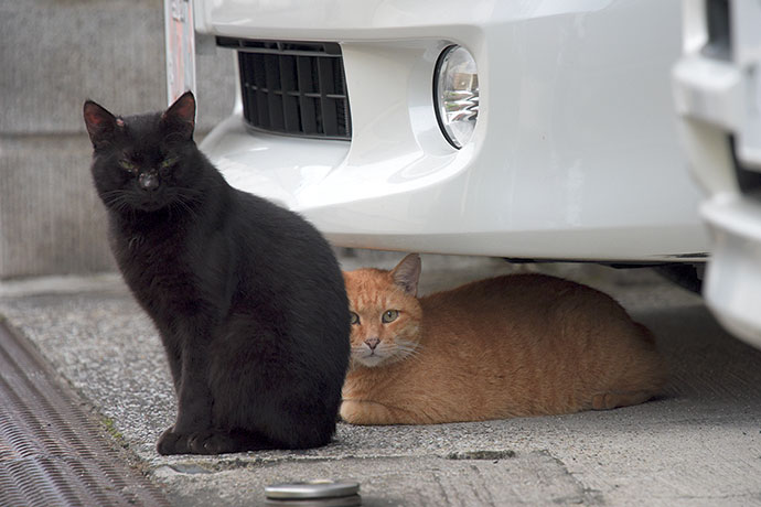 街のねこたち