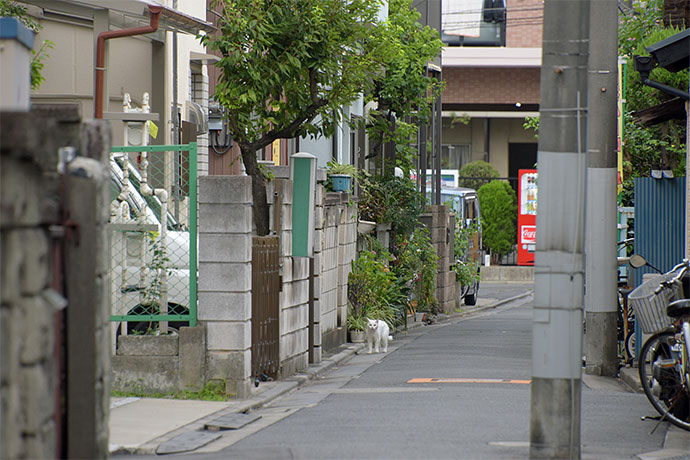 街のねこたち