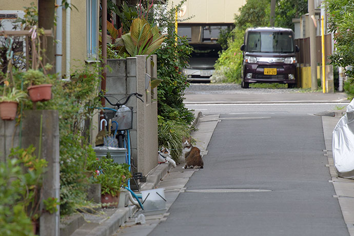 街のねこたち