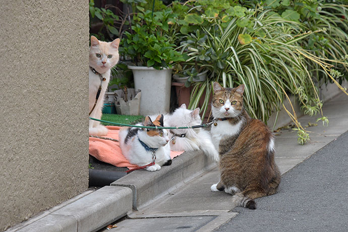 街のねこたち
