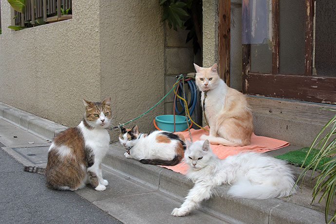 街のねこたち