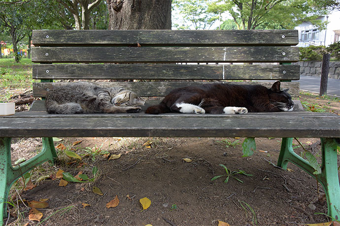 街のねこたち
