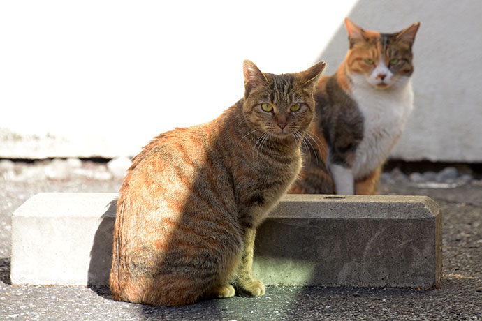 街のねこたち