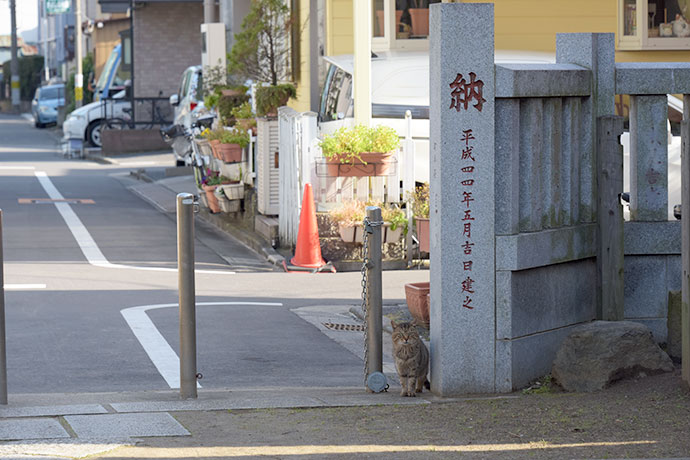 街のねこたち