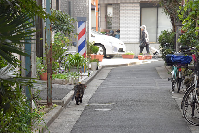 街のねこたち