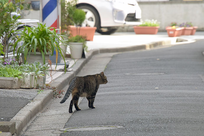 街のねこたち