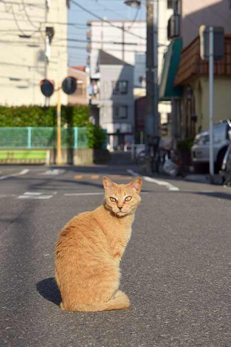 街のねこたち