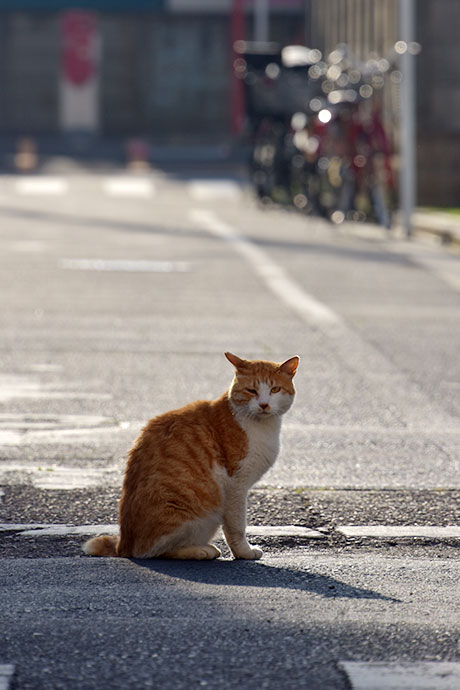 街のねこたち