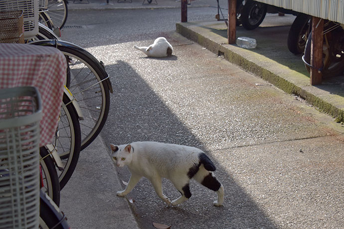 街のねこたち