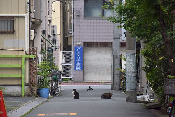 街のねこたち