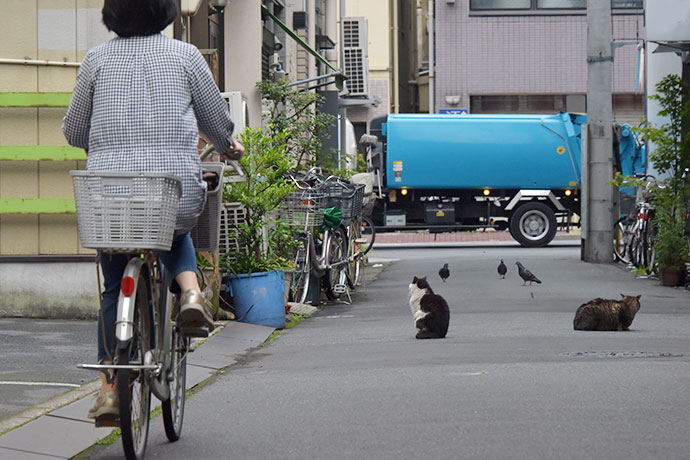 街のねこたち