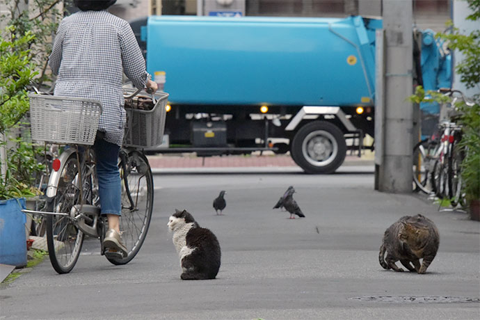 街のねこたち