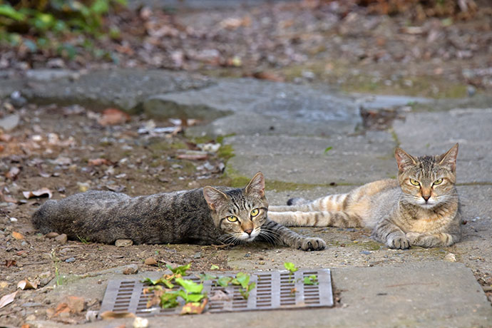 街のねこたち