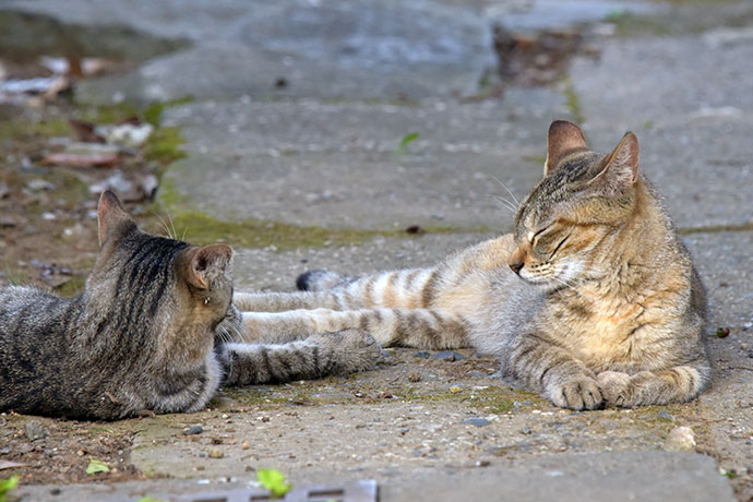 街のねこたち