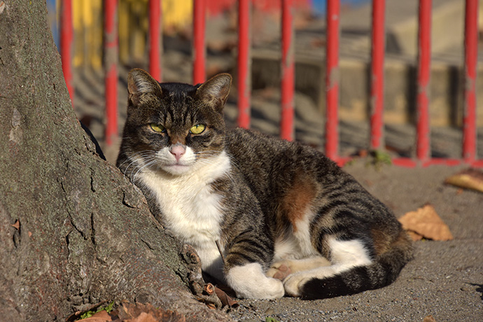 街のねこたち
