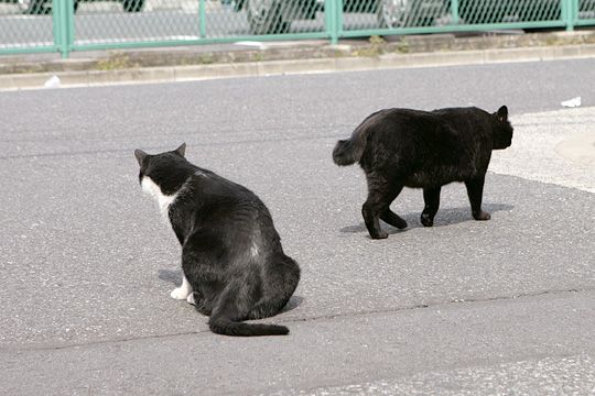 街のねこたち