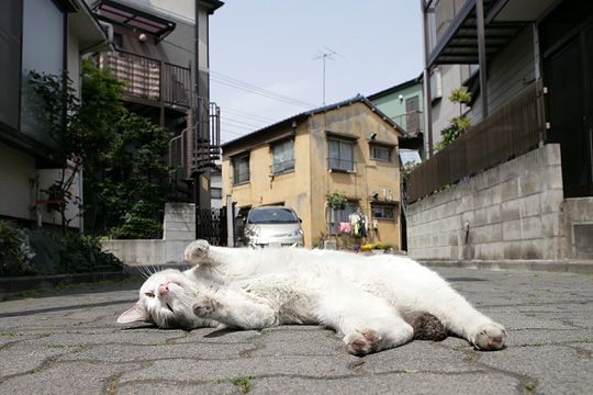 街のねこたち