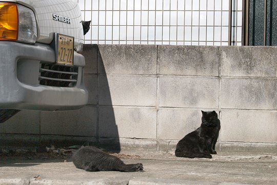 街のねこたち