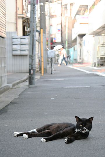 街のねこたち