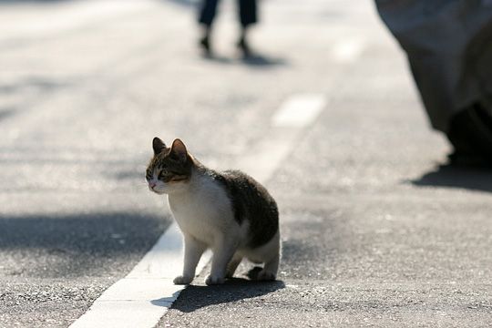 街のねこたち