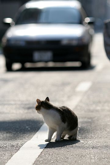 街のねこたち