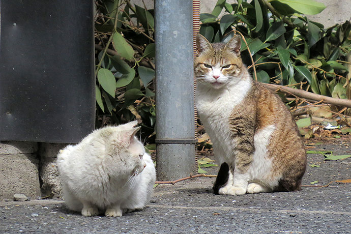 街のねこたち