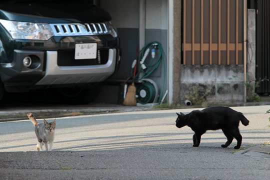 街のねこたち